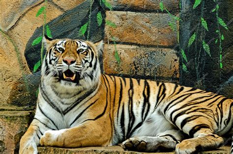 Premium Photo | Bengal tiger roaring at the zoo