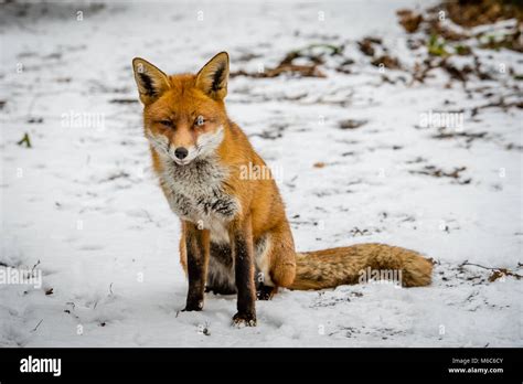 Very Cute Red Fox Sitting Posing In The Snow On A Woodland Path In