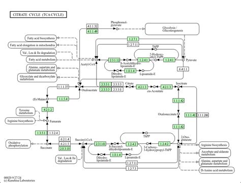 KEGG PATHWAY Citrate Cycle TCA Cycle Acetobacter Tropicalis