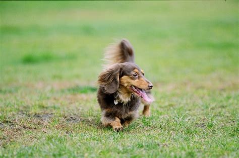 ペットロスを回復に導くペットロスカウンセリング（体験談） シェール・アンジュ ペットロス カウンセリング