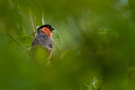 Review of the Nikon NIKKOR Z 800mm f/6.3 VR S lens | Netzwerk ...