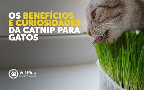 Catnip Os Benefícios e Curiosidades do Catnip para Gatos