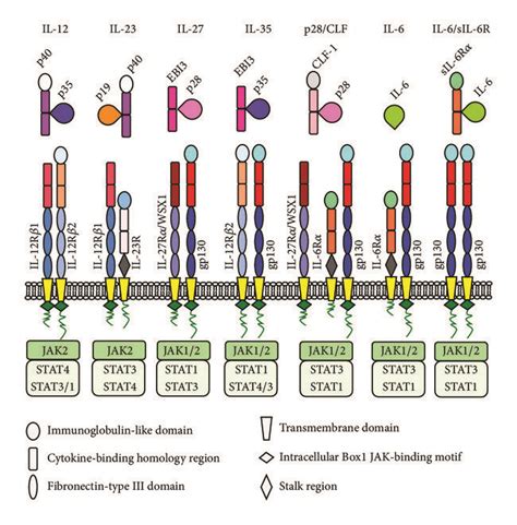 Examples of cytokine and cytokine receptor chain sharing among members ...