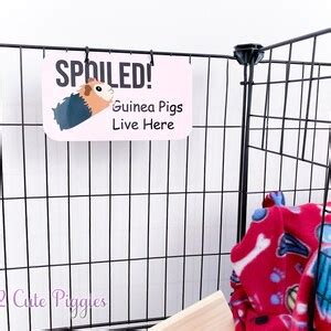 Spoiled Guinea Pig Cage Tag Guinea Pig Accessories Guinea Pig Cage