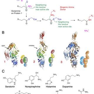 Regulation Routes Of Tgm Intracellular Ros Accumulation Has A Number