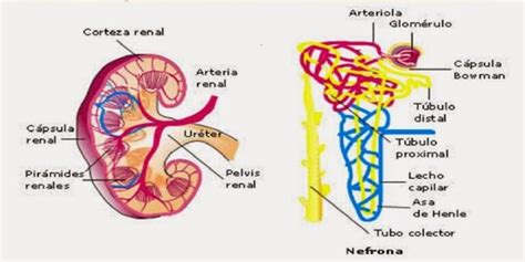 Los Ri Ones Y C Mo Funcionan Portal Red Renal