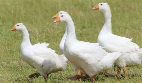 Geese Breeds Facts Types And Pictures