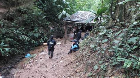 Localizan 56 Mil Plantas De Coca En Un Terreno De 8 Manzanas En Iriona