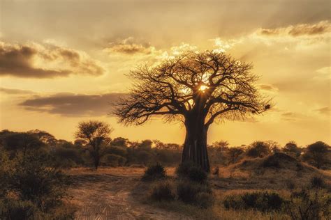 Photography Tours 2018 - Tanzania Great Migration and Zanzibar