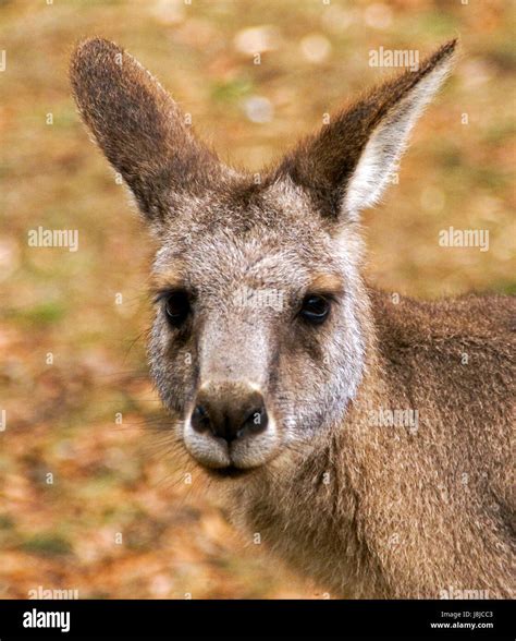 Kangaroo head hi-res stock photography and images - Alamy