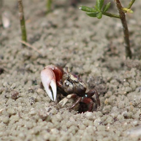 Fiddler Crabs - Fort Matanzas National Monument (U.S. National Park ...