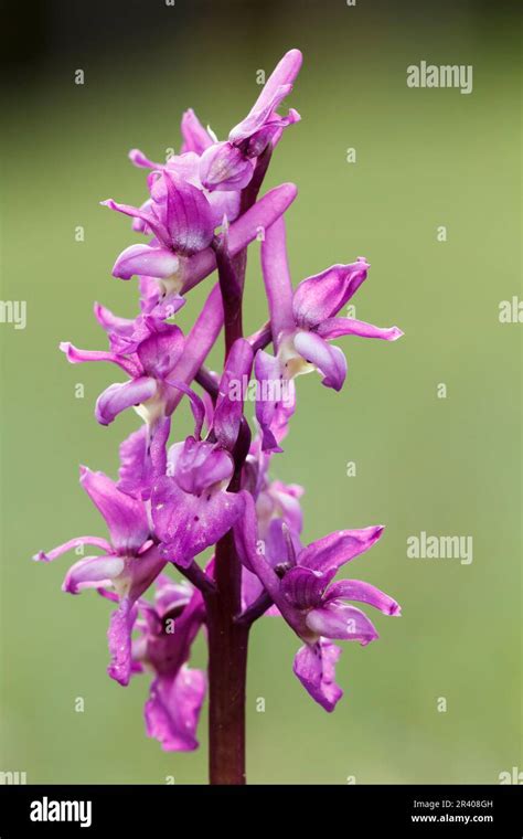 Orchis Mascula Known As Early Purple Orchid Blue Butcher Orchid