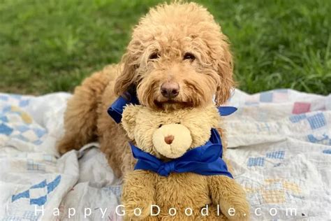 The Teddy Bear Goldendoodle: 5 Things You May Not Know About 'Em ...