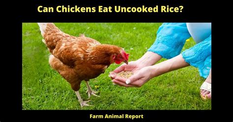 Can Chickens Eat Rice The Ultimate Guide For Backyard Chicken Owners In 2024 🐔🍚