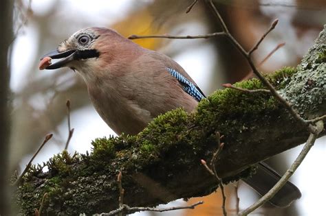 Eichelhäher mit Beute Eichelhäher Garrulus glandarius c Flickr