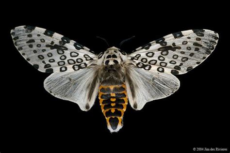 Giant Leopard Moth 8146 Ecpantheria Scribonia Giant Leopard Moth