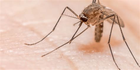 Effective Strategies For Residential Mosquito Control Mosquitonix Atlanta