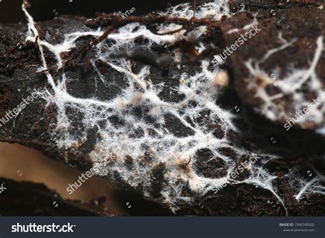 960 Mycorrhiza Images, Stock Photos & Vectors | Shutterstock