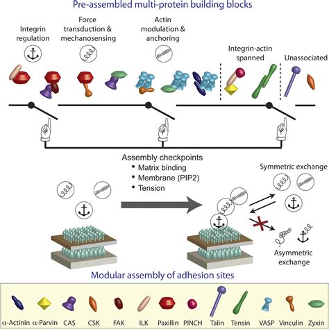 the primary building block monomer of proteins is 2