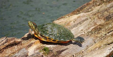 Invasive Species Severn Sound Environmental Association