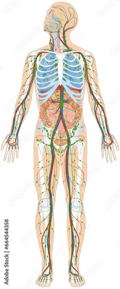 Grafik Der Anatomie Des Menschen Verdauungsorgane Atmungsorgane