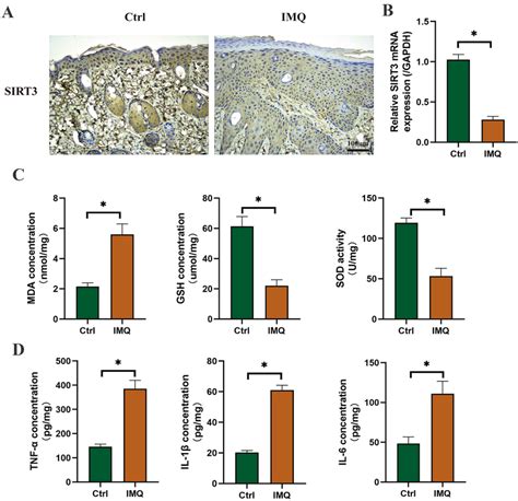 SIRT3 Was Downregulated In The IMQ Induced Psoriasis Like Mice A