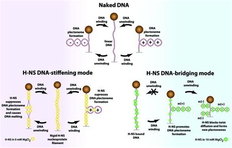 Summary Of The Proposed H Ns Dna Binding Modes Effects On Dna