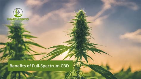 Benefits Of Full Spectrum Cbd Unlocking Natures Power