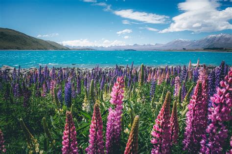 Wonderful Things To Do In Lake Tekapo Mt Cook