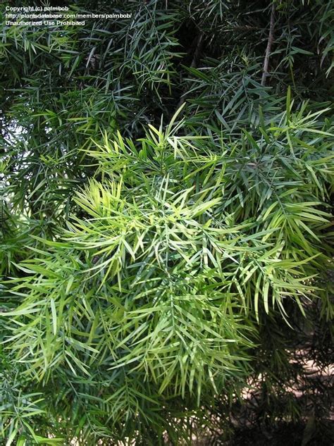 Plantfiles Pictures Afrocarpus Species African Fern Pine East