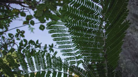 Fern leaves detail 41471403 Stock Video at Vecteezy