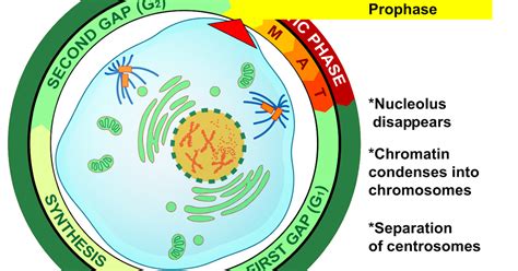 Proses Pembelahan Mitosis