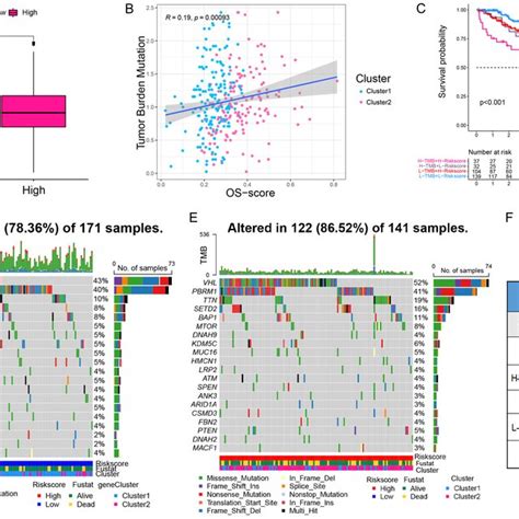 Tumor Burden Mutation A Comparison Of Tumor Burden Mutation Based On