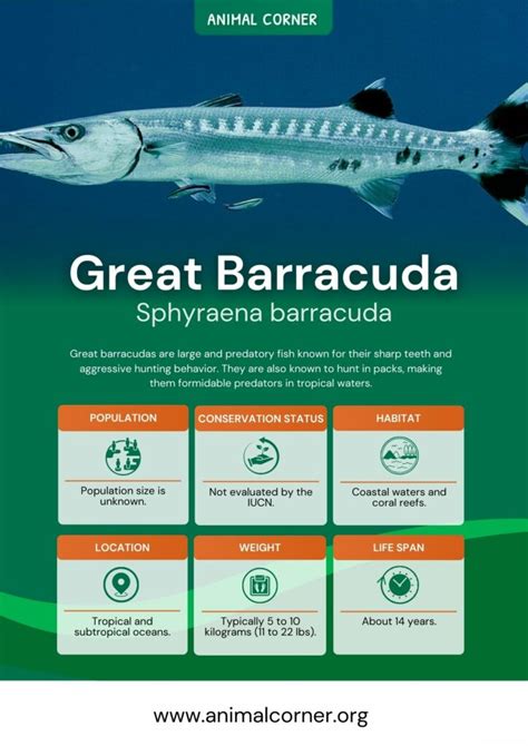 Great Barracuda - Animal Corner