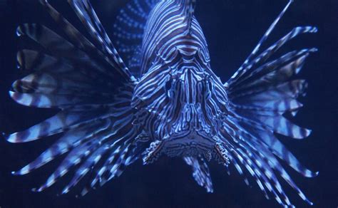 Red lionfish | fish | Britannica