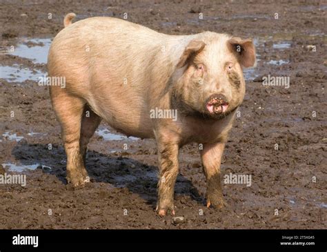 Pig On Farm Suffolk Stock Photo Alamy