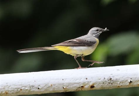 Monday 12th June 2023 Cornwall Birds CBWPS