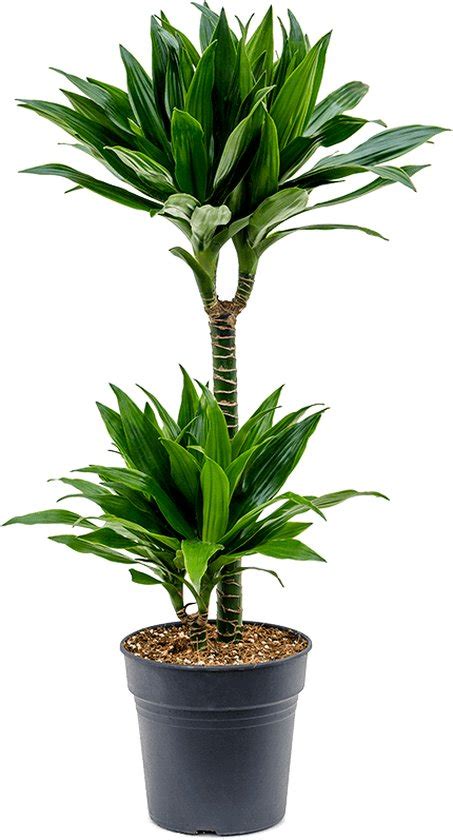 Dracaena Green Jewel 2 Stam Drakenbloedboom Bol