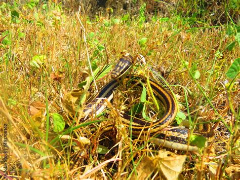 harmless snakes, poisonous snakes such as rattlesnakes, handling of ...