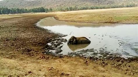 Forest officials rescue female elephant - Star of Mysore