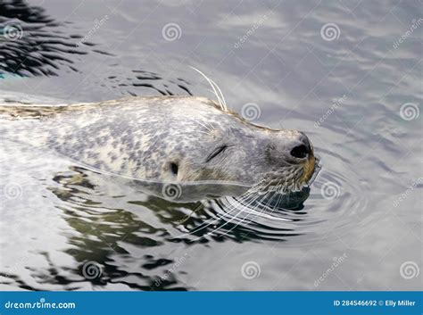 Swimming seal stock photo. Image of grey, beach, nose - 284546692