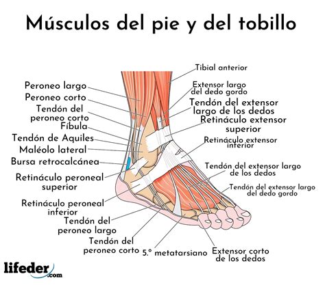 Musculos De La Pierna Anatomia Medica Anatomia Anatomia Y Images