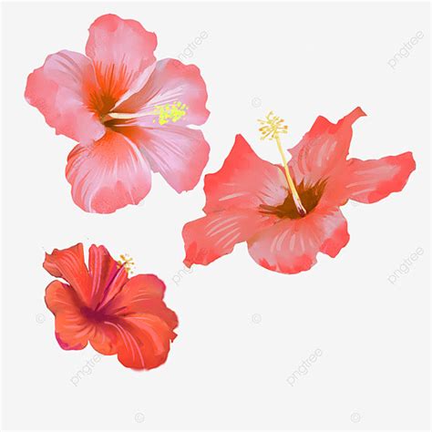 Hibiscus White Transparent, Hibiscus Red Hibiscus Flower Watercolor ...