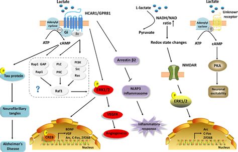 Putative Mechanisms Of Lactate As A Signal Molecule To Regulate