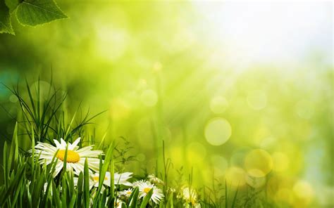 Grass And Flowers Wallpapers Top Free Grass And Flowers Backgrounds Wallpaperaccess