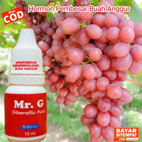 Hormon Buah Anggur GA3 Untuk Buah Anggur Mr G Lazada Indonesia