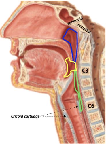 Pharynx And Soft Palate Flashcards Quizlet