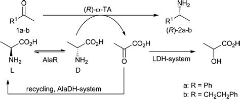 A System For ω Transaminase Mediated R Amination Using L Alanine