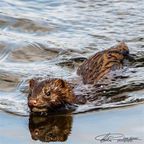 New Blog Post The Big Question How Many Mink Is Too Many Mink