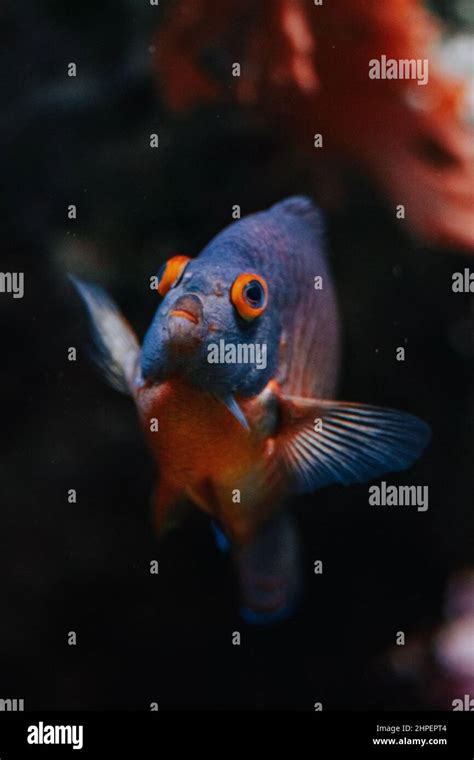 Aquarium fish in Genova Aquarium, Italy Stock Photo - Alamy